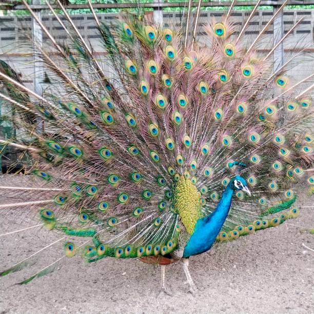 istock Vivid Plumage: Full View of a Majestic Peacock 1886533666