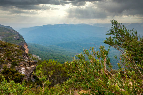 istock Australian heath or shrubland habitat 1886534685