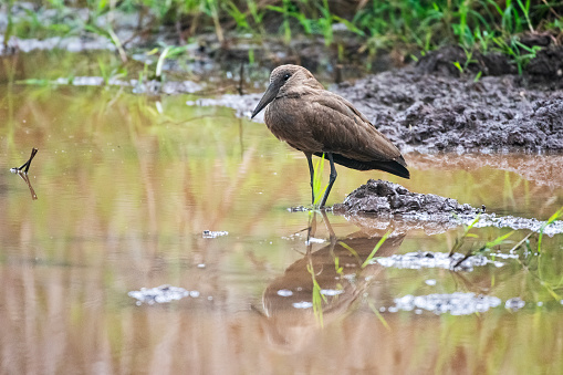 An Hamerkop in a pond at Lake Manyara National Park - Tanzania