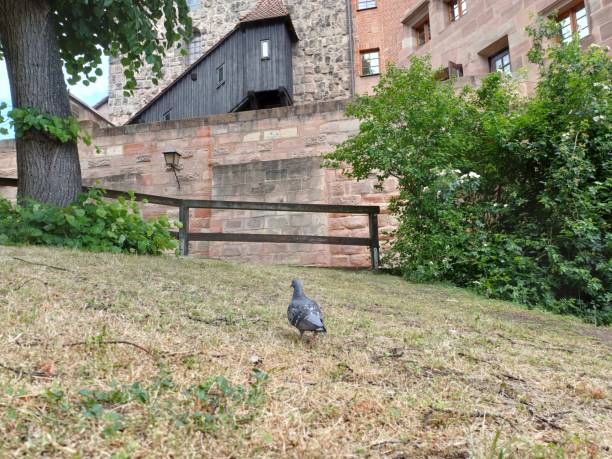 Nuremberg, Germany - June 10, 2023: Pigeon on the ground at Nuremberg castle, Germany.