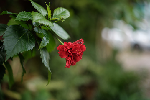 Red Flower Blooms Among Green