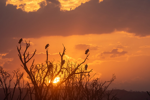 Watching the sunset, A group of marabou storks on a tree at sunset with amazing orange light - Kenya