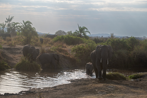 A large group of African elephants with elephants in the foreground crossing a river in Serengeti National Park - Tanzania