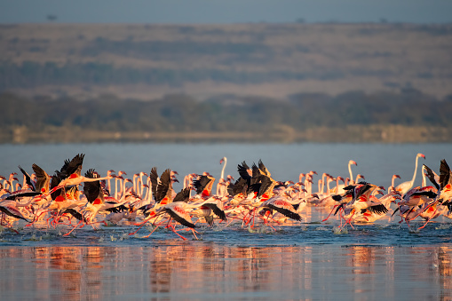 a huge group of lesser flamingos at dawn in Lake Elementaita with beautiful light - Kenya