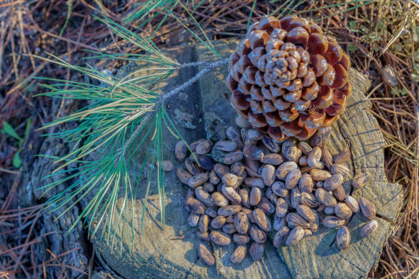 A hill with beautiful and large ripe fruits and the foliage of Araucaria angustifolia