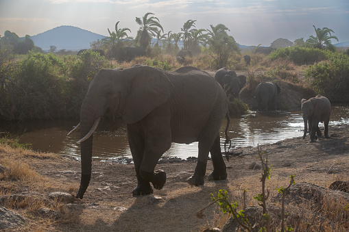 Herd of elephants in Sri Lanka in a summer day