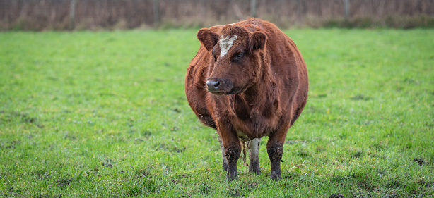 Brown fat cow with white spot on forehead standing in the green meadow and expecting a calf soon. The animal is looking forward. Dutch cattle breed.