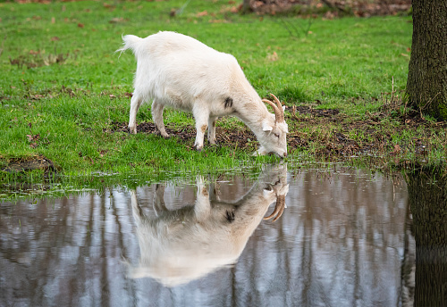 Side view of cute white goat with horns is drinking water from the pond at the green grass meadow. Reflection of the goat in the water.
