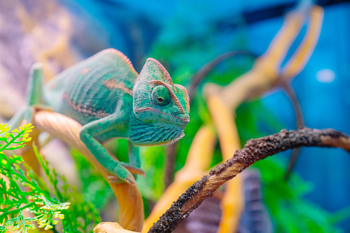 Green chameleon on a branch. Domestic pet exotic tropical animal.