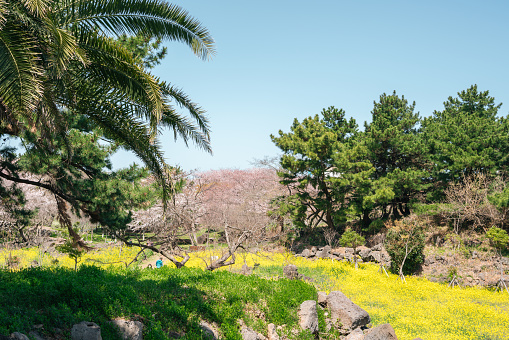 Sinsan Park spring scenery. yellow rape flower field and cherry blossoms in Jeju island, Korea