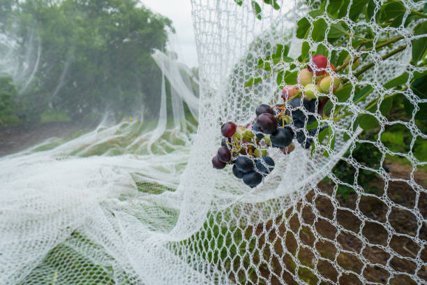 Protection bird netting covering blueberry plants.