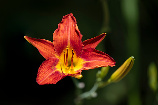 Red daylily in a Connecticut garden with focus on stamens and foreground petals