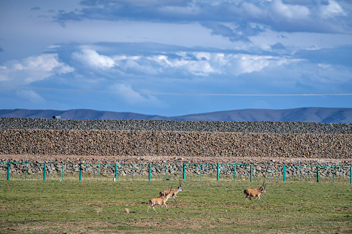 A group of wild Tibetan antelopes on the plateau