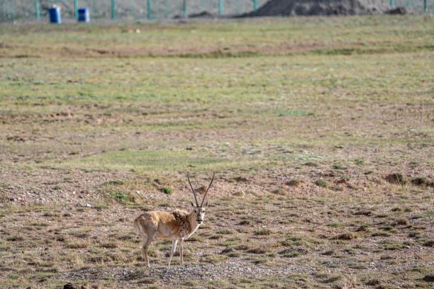 istock A close-up of a wild Tibetan antelope 1886640014