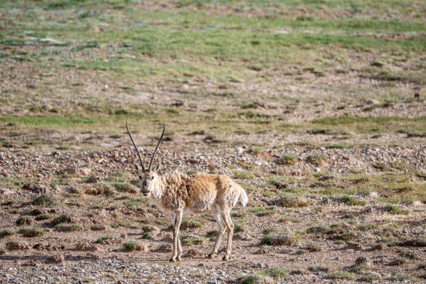 istock A close-up of a wild Tibetan antelope 1886640521