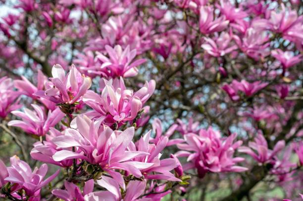 istock Magnolia flowers on tree in full bloom feminine nature background 1886643109