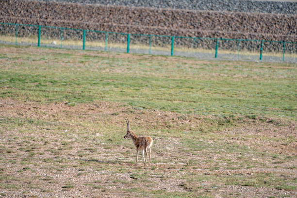 A close-up of a wild Tibetan antelope