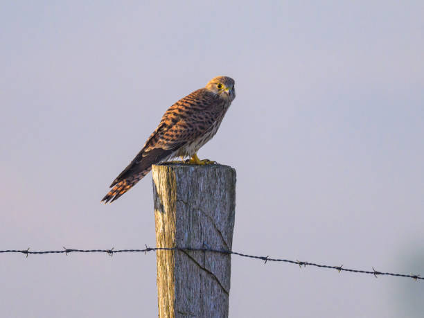 istock A Common Kestrel sitting on a wooden pole 1886665605