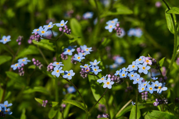 istock delicate forget-me-not flowers on bright green grass. small blue color. beautiful spring background 1886672846