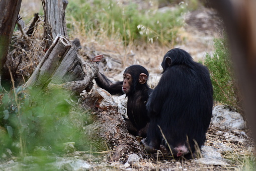 Mother and juvenile chimpanzees on a tree branch. Taken in the wild in Africa.