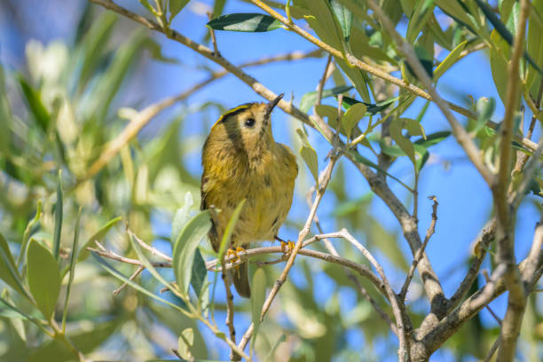 A small Goldcrest sitting on a bush A small Goldcrest sitting on a bush, sunny day in autumn in Cres (Croatia) regulidae stock pictures, royalty-free photos & images