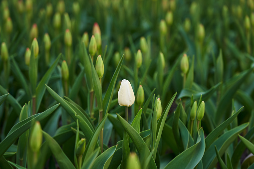 single white lily on white background