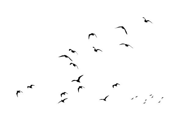 istock Birds flying in the sky with a natural distribution. Natural vector birds. 1886688405