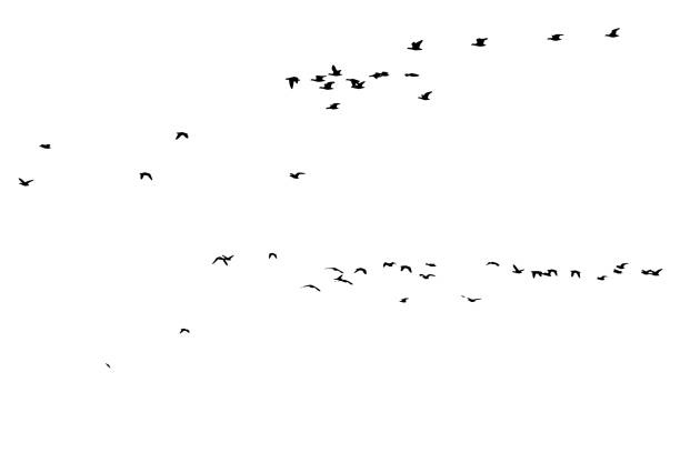 istock Birds flying in the sky with a natural distribution. Natural vector birds. 1886689461