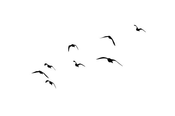 istock Birds flying in the sky with a natural distribution. Natural vector birds. 1886689990