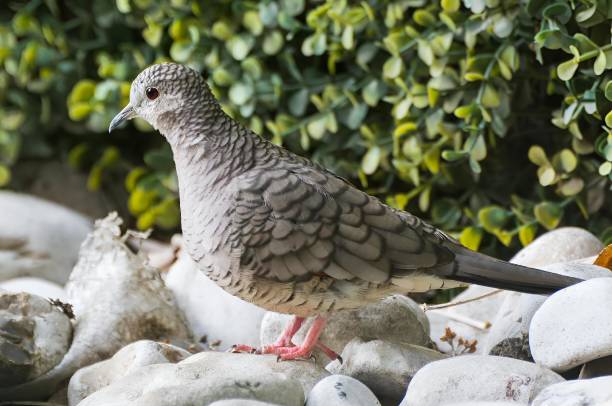 istock Closeup of a dove perched on pebbles 1886695006