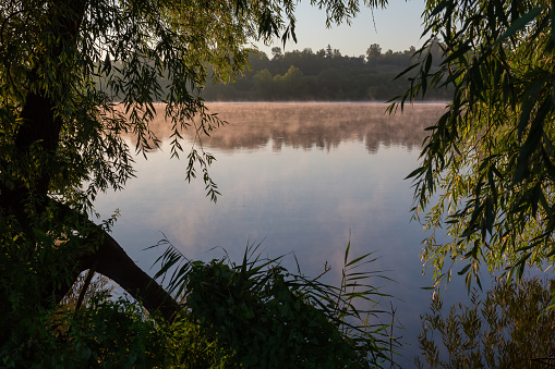 Willows branches hanging down above the water of pond on a foreground and rising fog over water in summer sunny morning