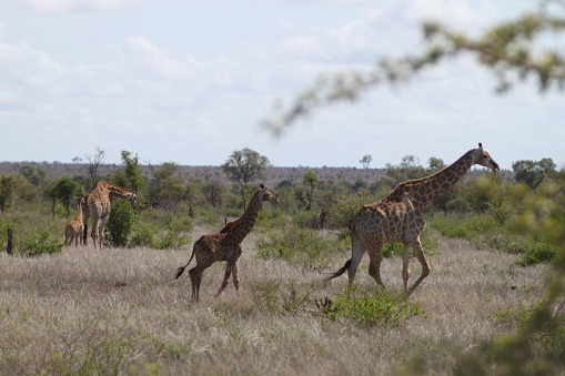 The two giraffes running in a beautiful savannah landscape.