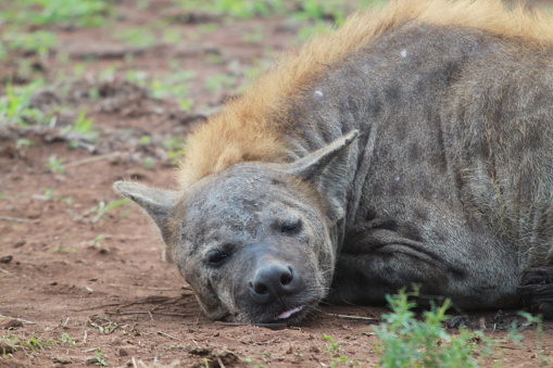 A full-bodied hyena resting in the dirt in a natural woodland setting.