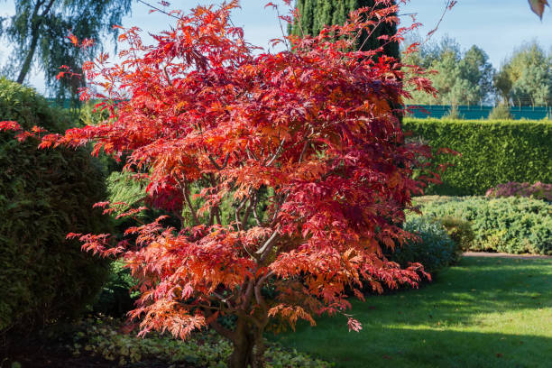 istock Young tree of Japanese maple with red leaves in park 1886709938