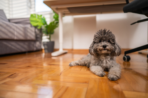 Portrait of cute poodle lying on floor under desk and relaxing at home