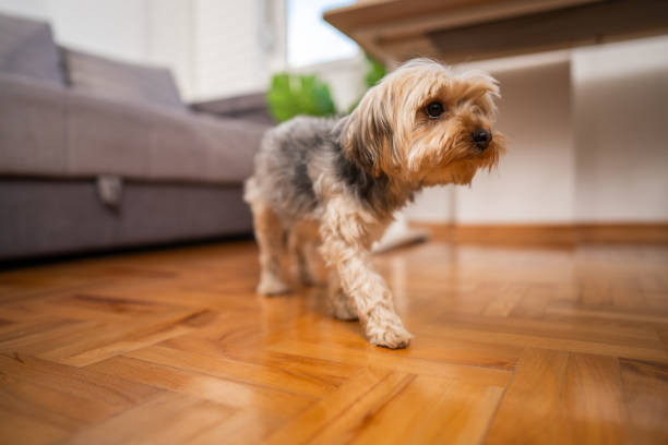 istock Just to stretch my legs a bit 1886717254