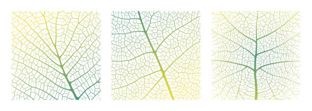 잎 정맥 질감 추상 배경 설정 클로즈업 식물 잎 세포 장식 질감 패턴. - skeleton leaf stock illustrations