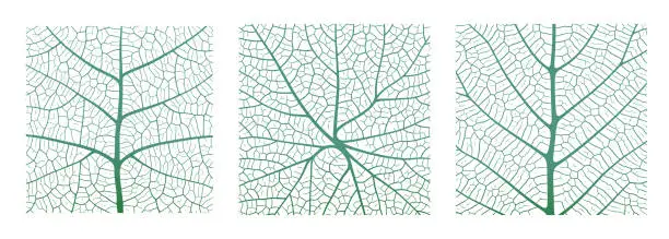 Vector illustration of Leaf vein texture abstract background set with close up plant leaf cells ornament texture pattern.