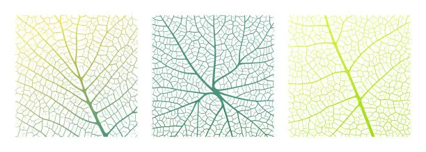 Vector illustration of Leaf vein texture abstract background set with close up plant leaf cells ornament texture pattern.
