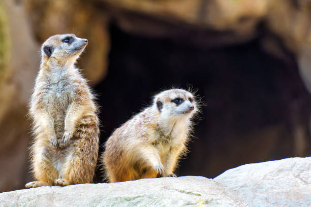 istock Curious Young Meerkats on a Rocky Perch 1886745213
