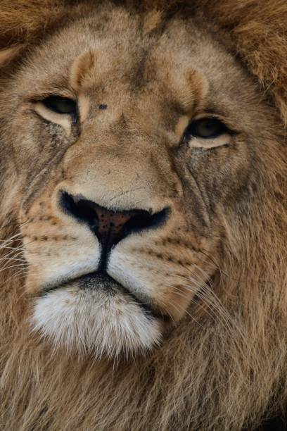 istock Male lion headshot 1886745963