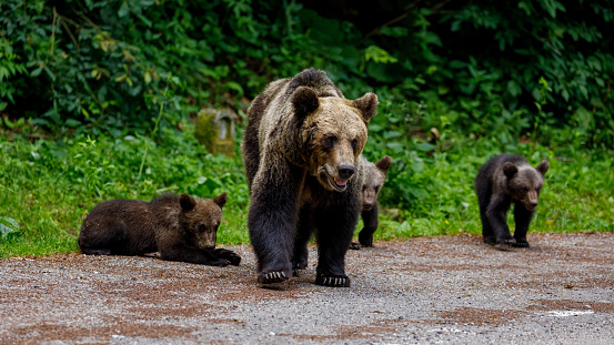 Spring cub hitching a ride on mom's back.