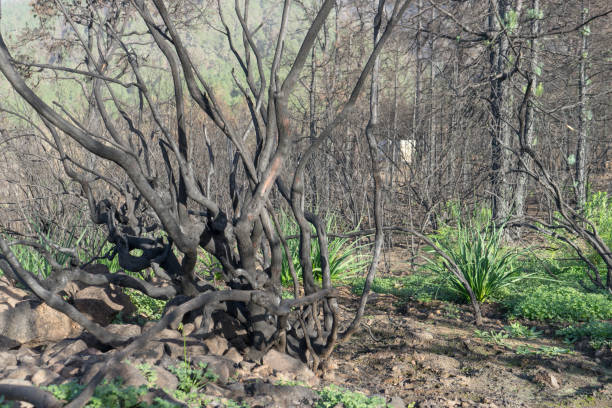 istock Charred bushes on the Canary Island 1886756840