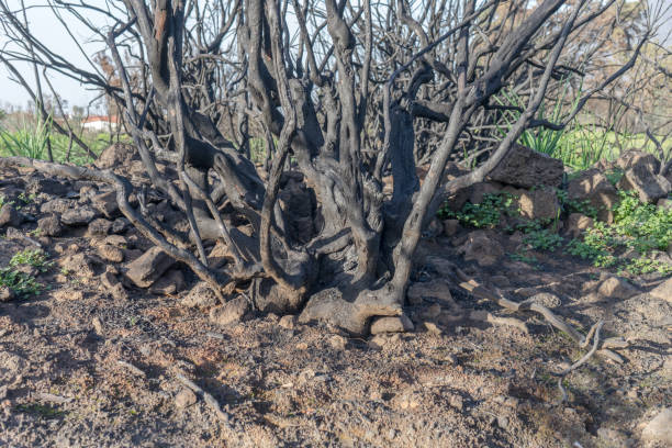 istock Charred bushes on the Canary Island 1886756846