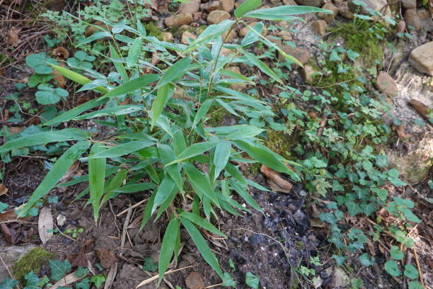 istock small bamboo plant growing in temperate forest. bamboo planted in the forest 1886767711