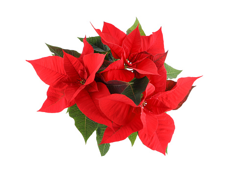 In full bloom, a poinsettia is displayed in a flower pot against a white backdrop. Captured from a top-down perspective