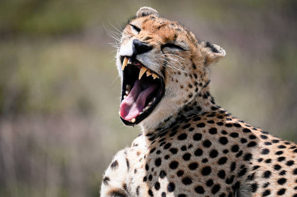 A striking image of a cheetah showing teeth