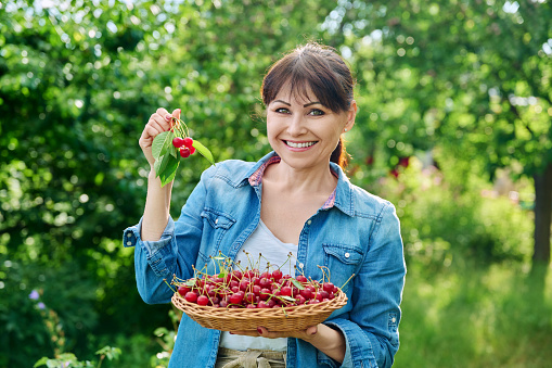 Happy woman with harvest of red ripe cherries looking at camera in summer sunny garden. Harvesting, farming, gardening, farmers market, healthy natural vitamin organic eco fruits, food concept