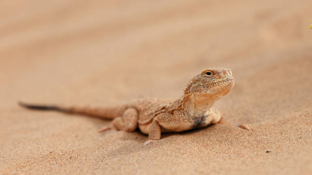 Toad-headed agama, Phrynocephalus mystaceus. Calm desert roundhead lizard on the sand in its natural environment. A living dragon of the desert Close up. incredible desert lizard