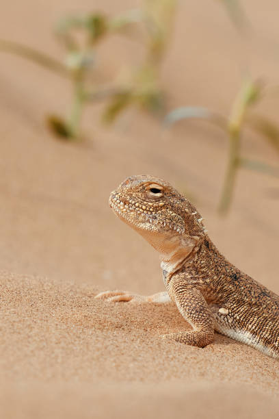 istock Toad-headed agama, Phrynocephalus mystaceus. Calm desert roundhead lizard on the sand in its natural environment. A living dragon of the desert Close up. incredible desert lizard 1886778252
